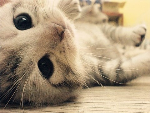 beauty-boy-cat-cute-Favim.com-693986