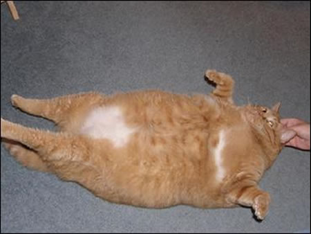 dwallibee-fat-cat